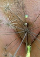 И на природе, и дома телки готовы получать удовольствие 4 фото И на природе, и дома телки готовы получать удовольствие 4 фото