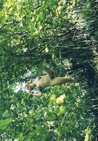 Рыжая сучка с мохнаткой сосет русскому хахалю болт на пикнике 4 фото Рыжая сучка с мохнаткой сосет русскому хахалю болт на пикнике 4 фото